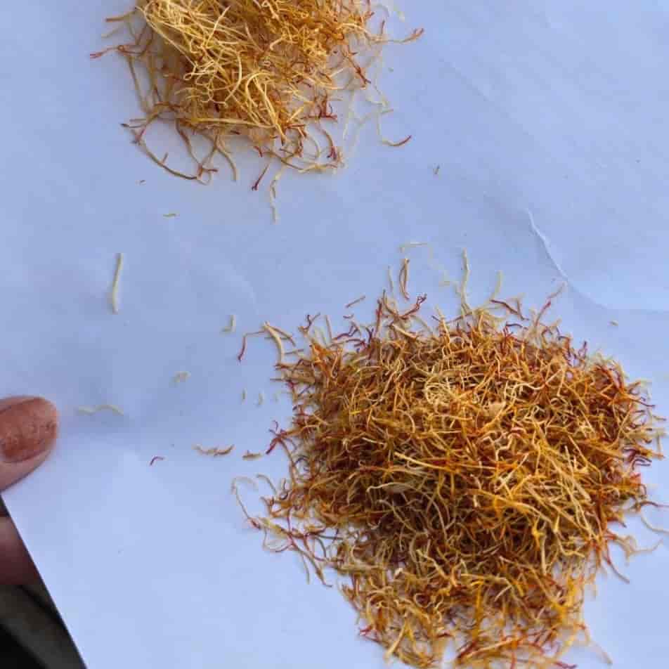ریشه زعفران کم سرخی