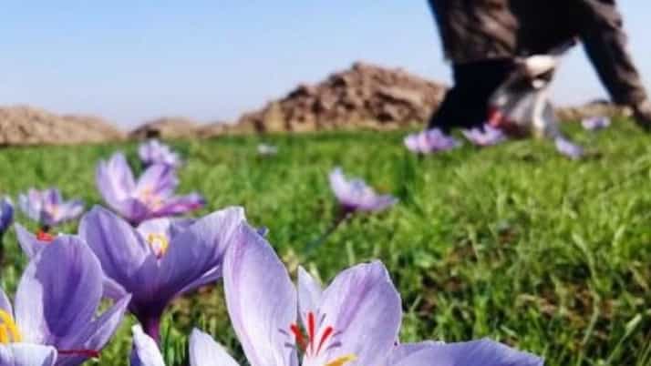 خرید زعفران مستقیم از کشاورز در گناباد با قیمت روز